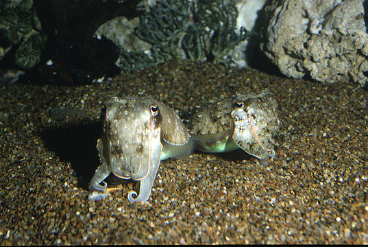 Image of Pharaoh Cuttlefish