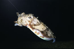 Image of Pharaoh Cuttlefish