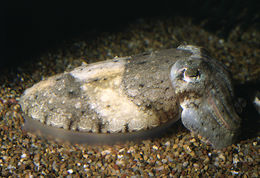 Image of Pharaoh Cuttlefish