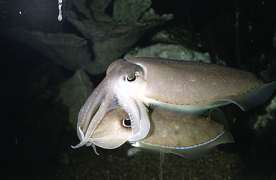 Image of Pharaoh Cuttlefish