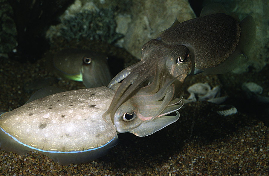 Image of Pharaoh Cuttlefish