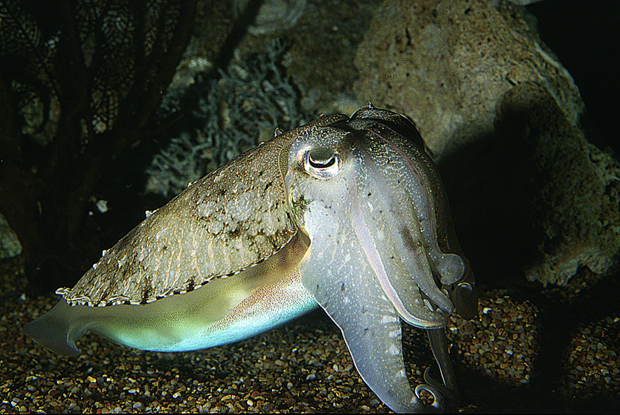 Image of Pharaoh Cuttlefish