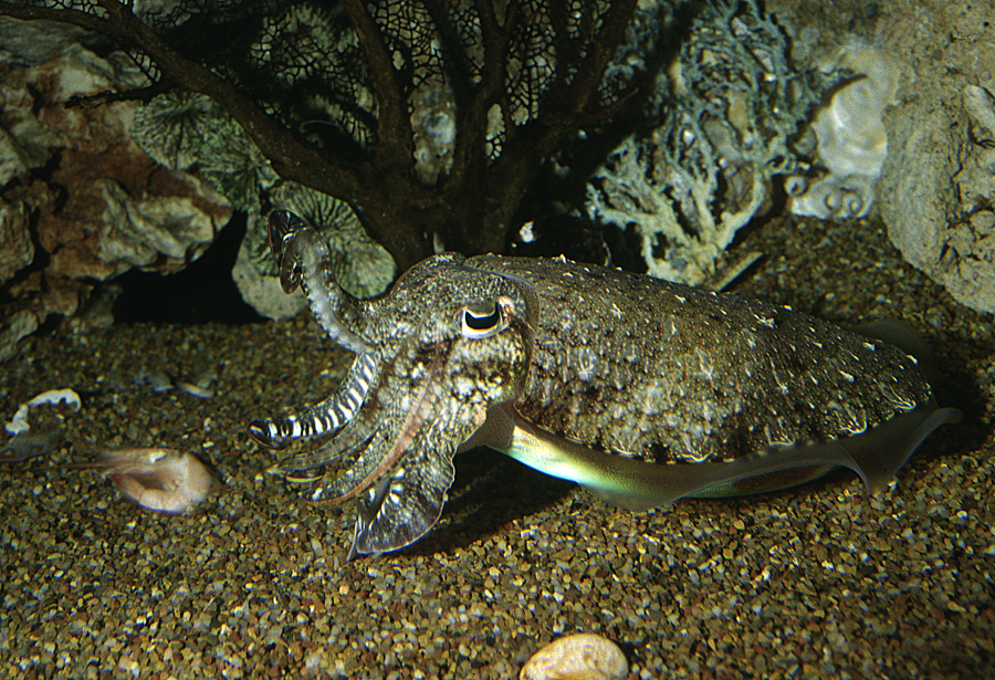 Image of Pharaoh Cuttlefish