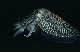 Image of Pharaoh Cuttlefish