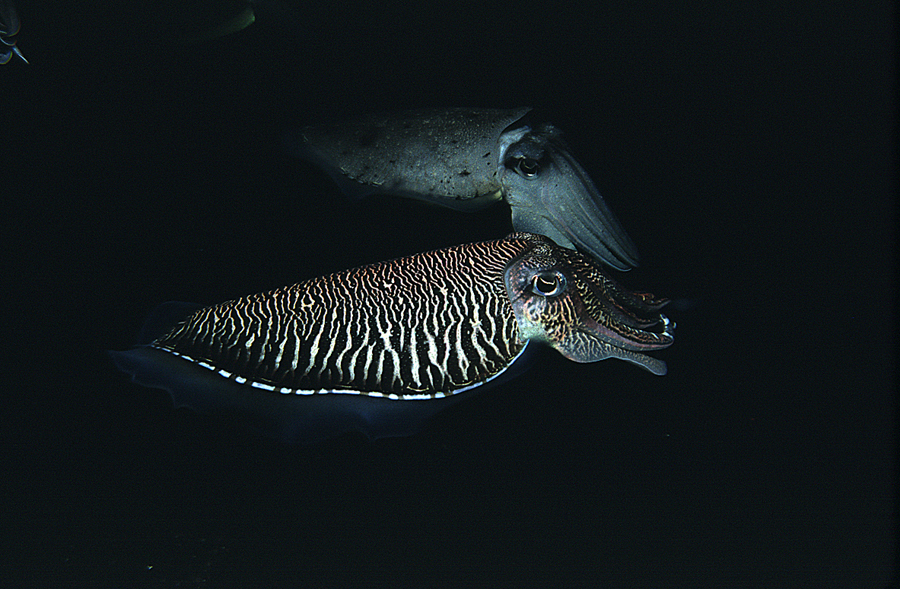Image of Pharaoh Cuttlefish