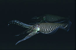 Image of Pharaoh Cuttlefish