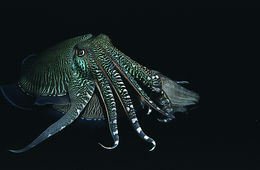 Image of Pharaoh Cuttlefish