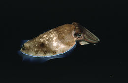 Image of Pharaoh Cuttlefish