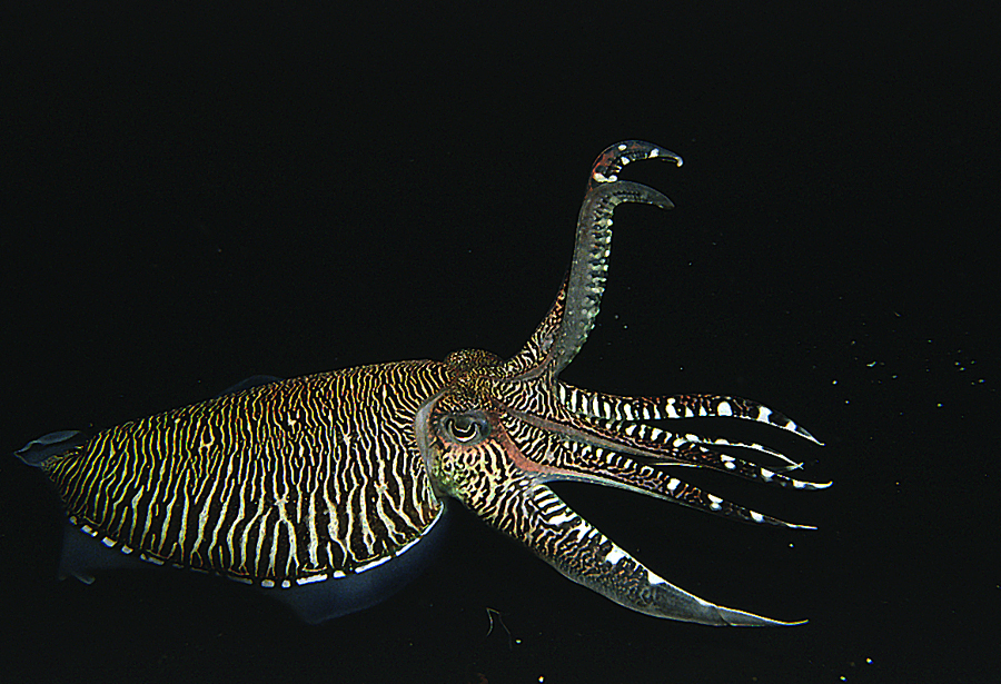 Image of Pharaoh Cuttlefish