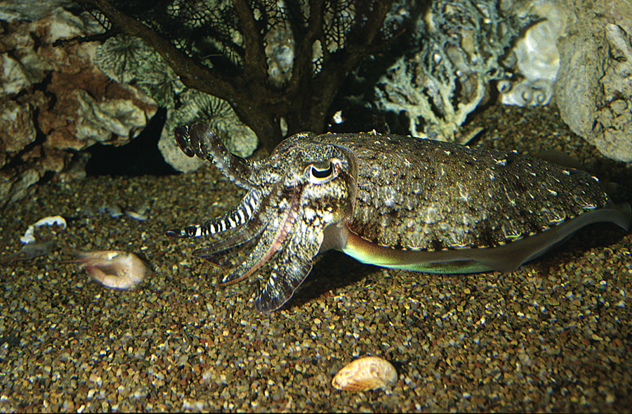 Image of Pharaoh Cuttlefish