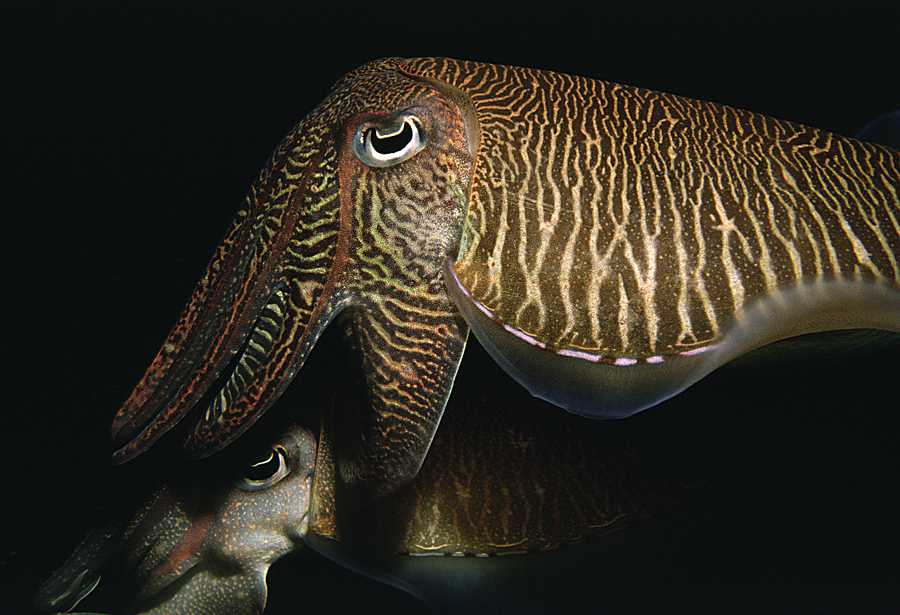 Image of Pharaoh Cuttlefish