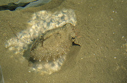 Image of Pharaoh Cuttlefish