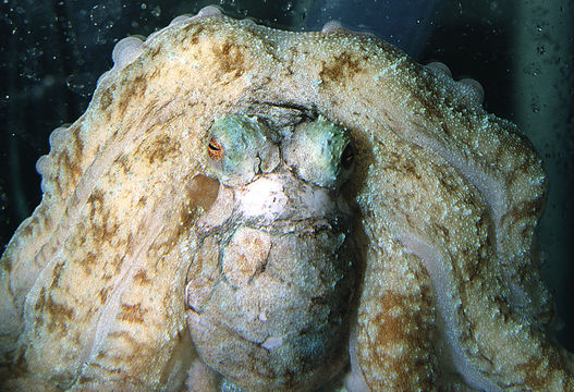 Image of Caribbean reef octopus