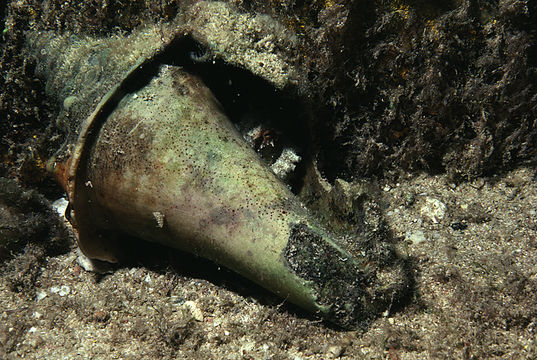 Image of <i>Octopus burryi</i>