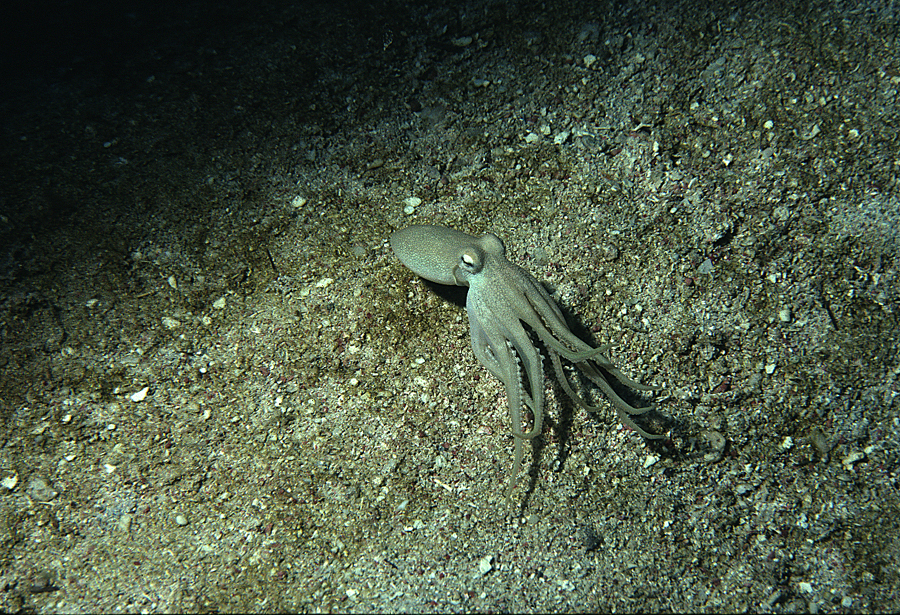 Image of <i>Octopus burryi</i>