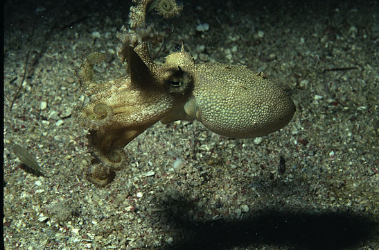 Image of <i>Octopus burryi</i>