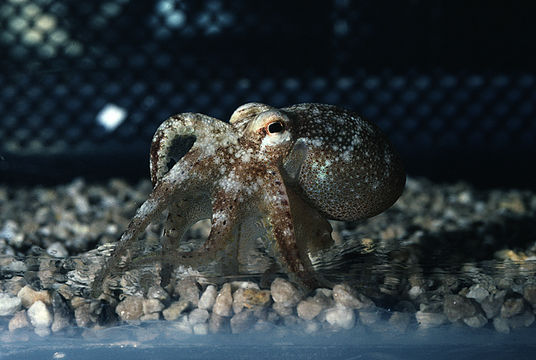 Image of <i>Octopus burryi</i>