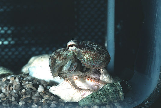 Image of <i>Octopus burryi</i>