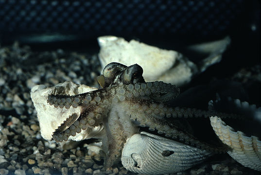 Image of <i>Octopus burryi</i>