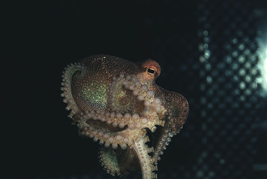 Image of <i>Octopus burryi</i>