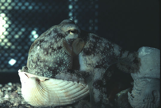 Image of <i>Octopus burryi</i>