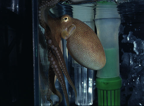 Image of <i>Octopus burryi</i>