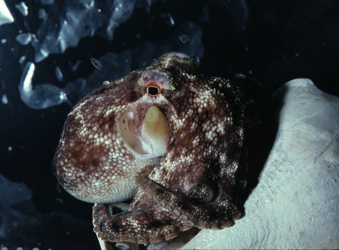 Image of <i>Octopus burryi</i>