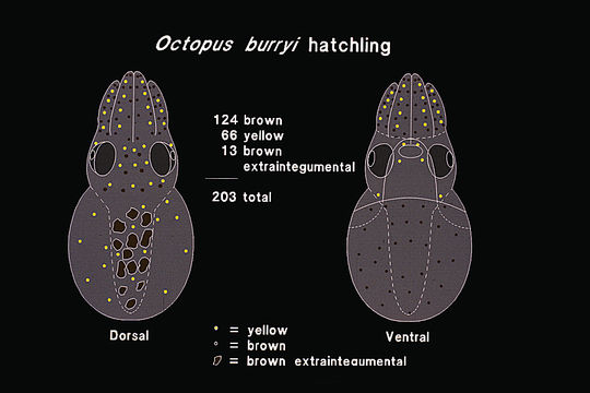 Image of <i>Octopus burryi</i>