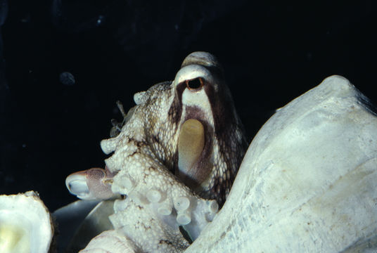 Image of <i>Octopus burryi</i>