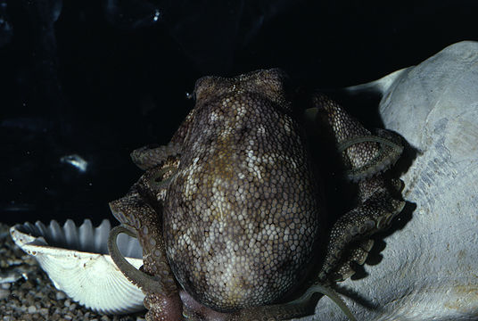 Image of <i>Octopus burryi</i>