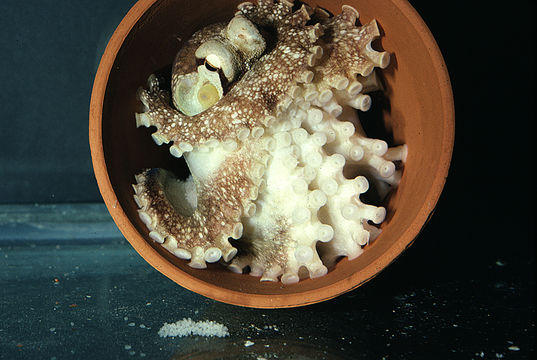 Image of <i>Octopus burryi</i>