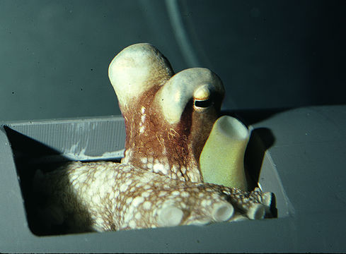 Image of <i>Octopus burryi</i>