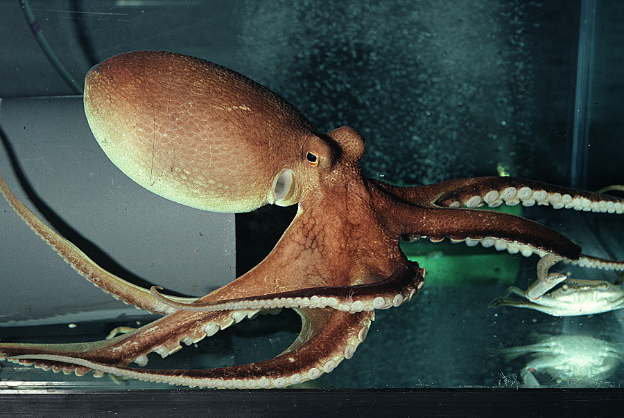 Image of <i>Octopus burryi</i>