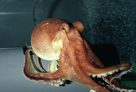 Image of <i>Octopus burryi</i>