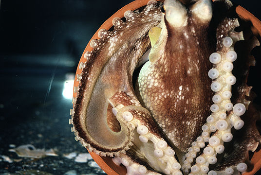 Image of <i>Octopus burryi</i>