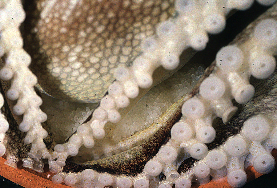 Image of <i>Octopus burryi</i>