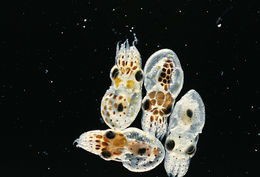 Image of <i>Octopus burryi</i>