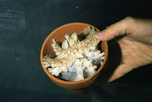 Image of <i>Octopus burryi</i>