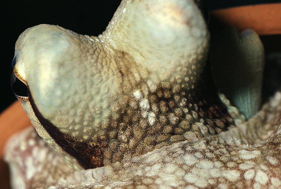 Image of <i>Octopus burryi</i>