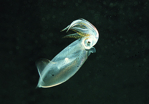 Image of Atlantic brief squid