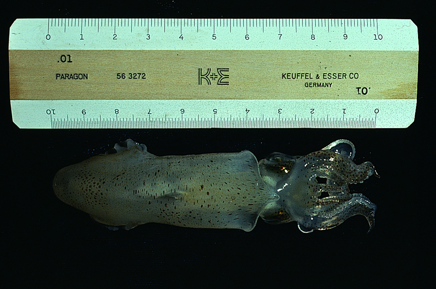 Image of Atlantic brief squid