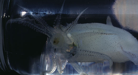 Image of Atlantic brief squid