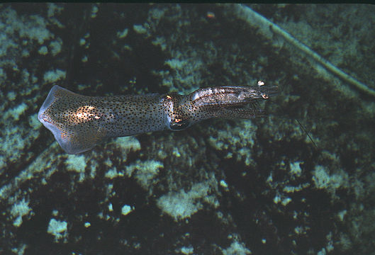 Image of Atlantic brief squid