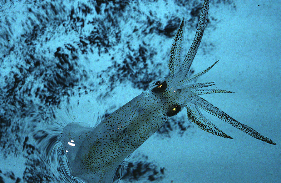 Image of Atlantic brief squid