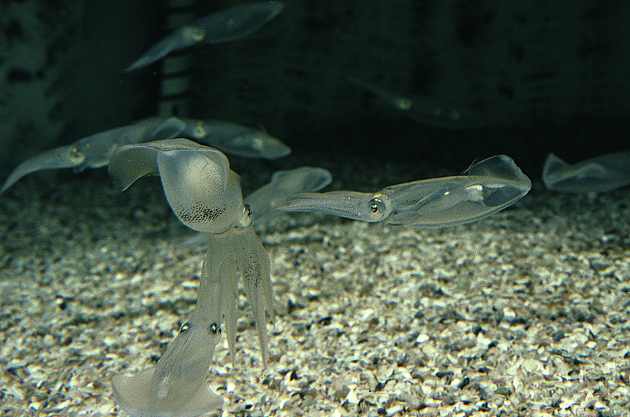 Image of Atlantic brief squid