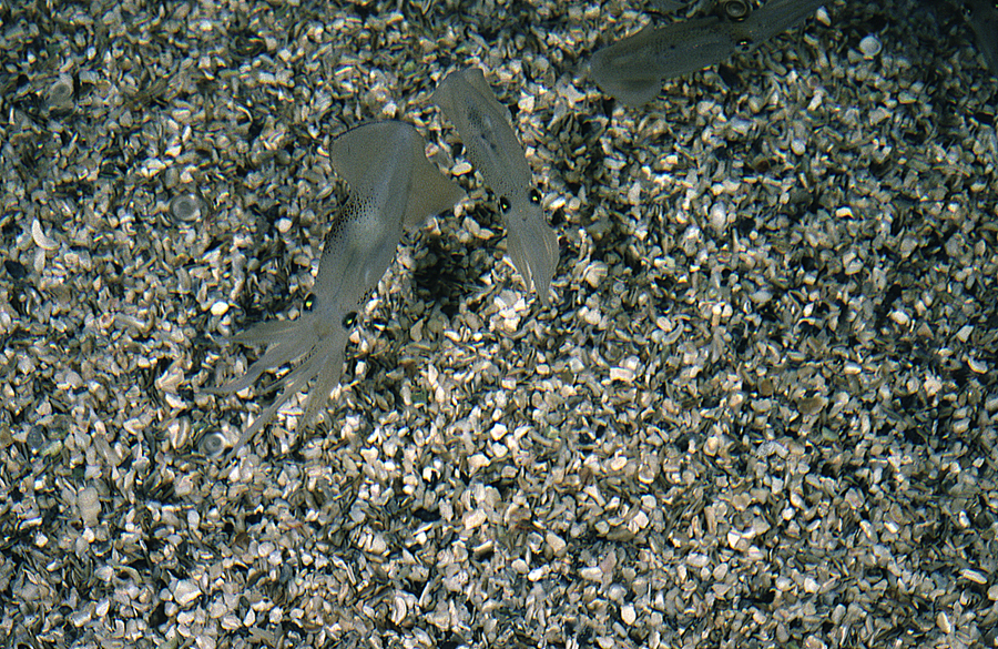 Image of Atlantic brief squid