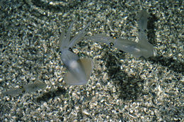 Image of Atlantic brief squid