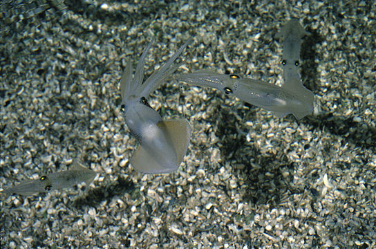 Image of Atlantic brief squid