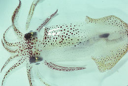 Image of Atlantic brief squid