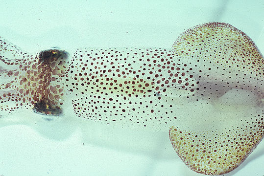 Image of Atlantic brief squid